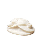 Decorative white shell on a wooden surface next to a book