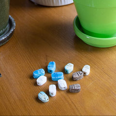 Green potted plant on a wooden surface with small decorative scarabs nearby