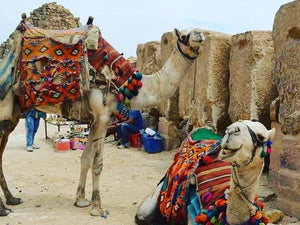 EGYPTIAN TRAVEL: CAMELS IN EGYPT