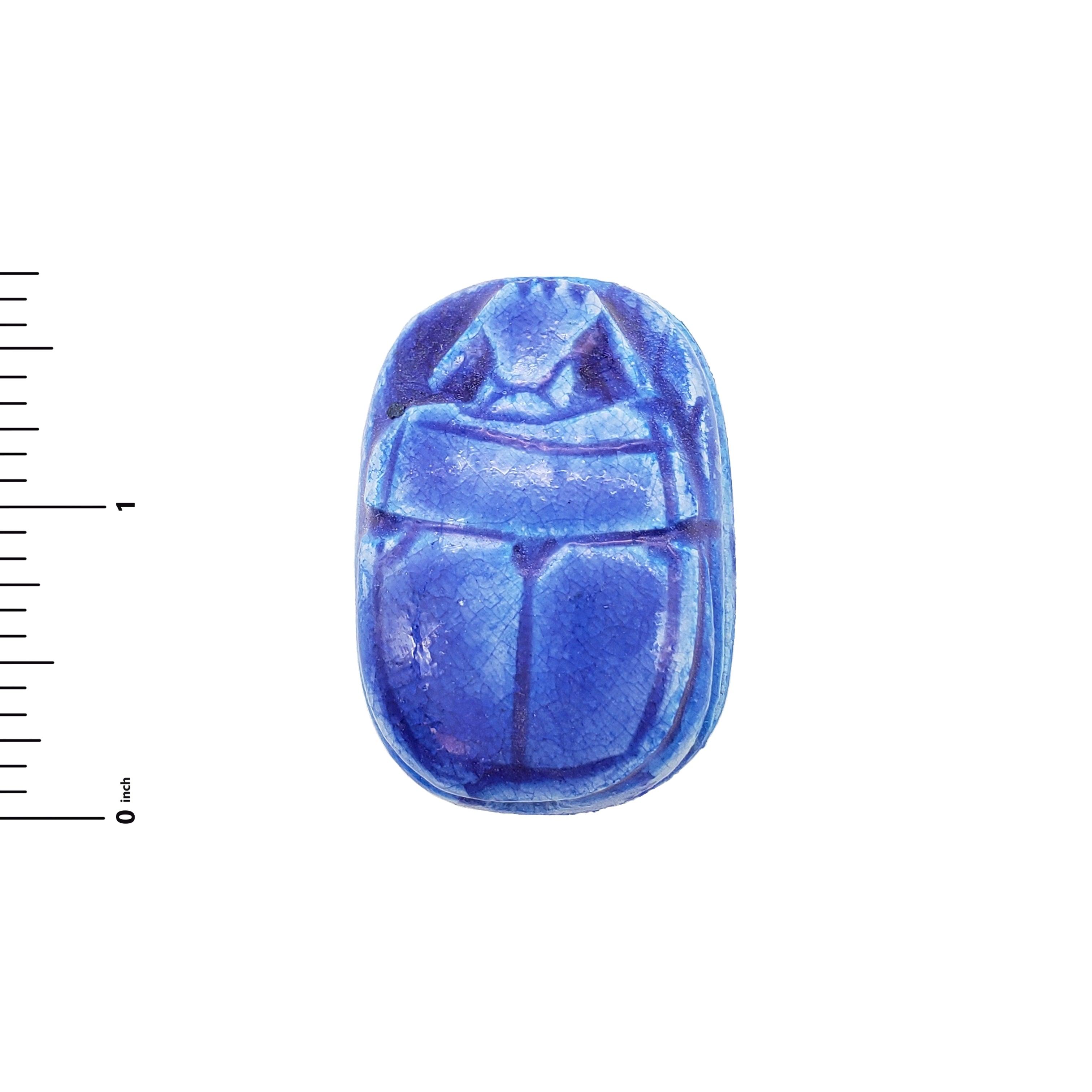 Blue scarab beetle on a white background with a ruler for scale.