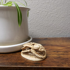 Decorative scarab on a wooden surface next to a white pot with a plant